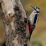 Birds in the Belgian Ardennes